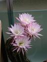 Echinopsis hybr._2